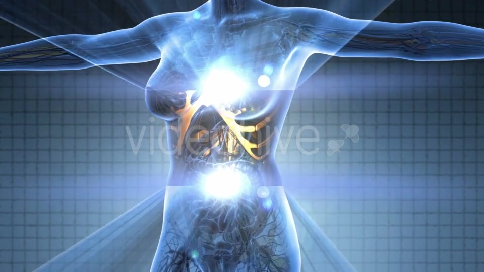 Human Body With Visible Skeletal Bones - Download Videohive 18028350