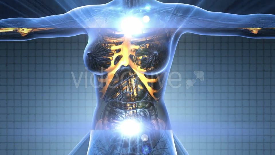 Human Body With Visible Skeletal Bones - Download Videohive 18028350