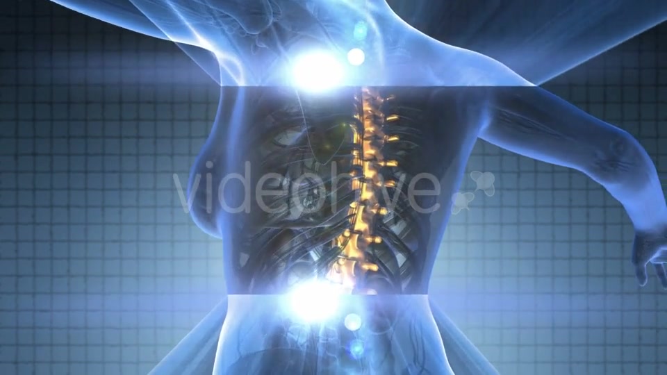 Human Body With Visible Skeletal Bones - Download Videohive 18028497