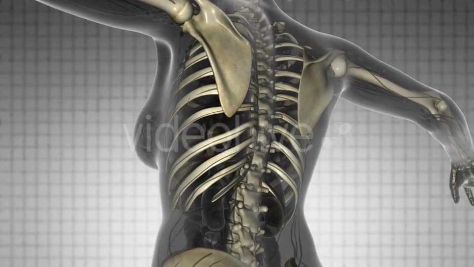 Human Body With Visible Skeletal Bones - Download Videohive 18028570