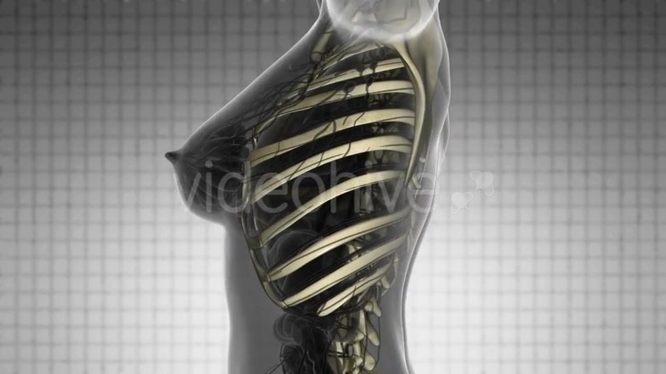 Human Body With Visible Skeletal Bones - Download Videohive 18028570