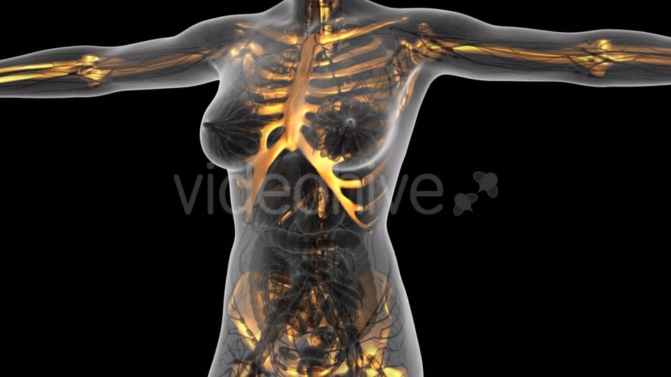 Human Body With Visible Skeletal Bones - Download Videohive 18029879