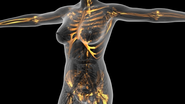 Human Body With Visible Skeletal Bones - Download Videohive 18029879