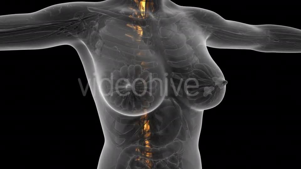 Human Body With Visible Skeletal Bones - Download Videohive 18029938