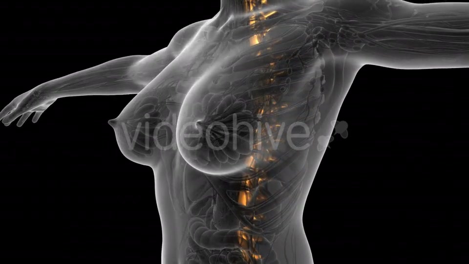 Human Body With Visible Skeletal Bones - Download Videohive 18029938