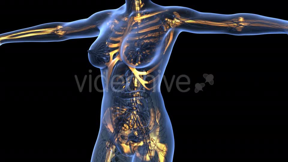 Human Body With Visible Skeletal Bones - Download Videohive 18029954