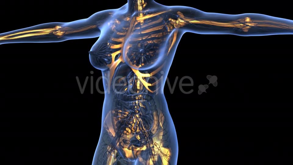 Human Body With Visible Skeletal Bones - Download Videohive 18029954