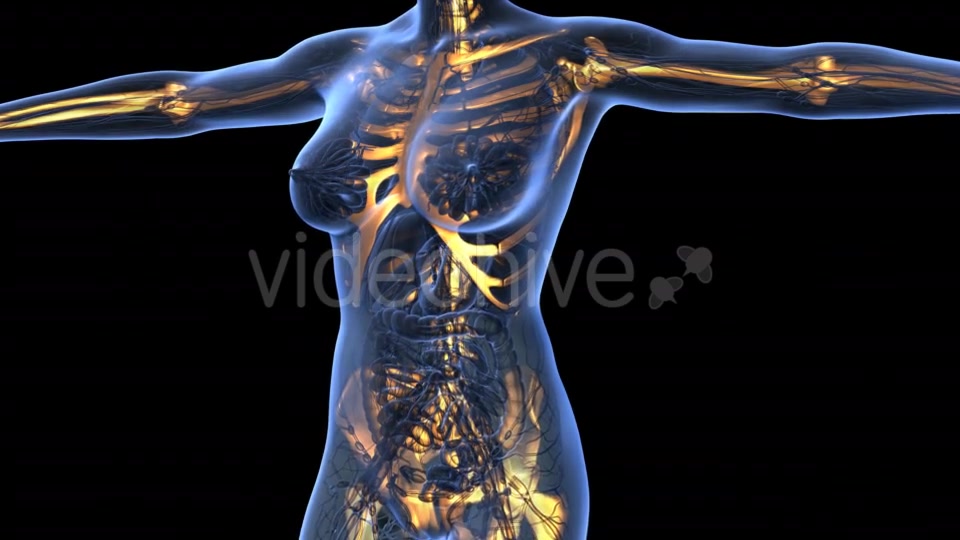 Human Body With Visible Skeletal Bones - Download Videohive 18029954