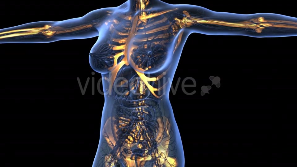 Human Body With Visible Skeletal Bones - Download Videohive 18029954