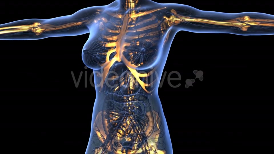 Human Body With Visible Skeletal Bones - Download Videohive 18029954