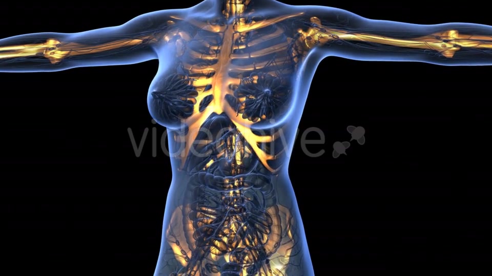 Human Body With Visible Skeletal Bones - Download Videohive 18029954