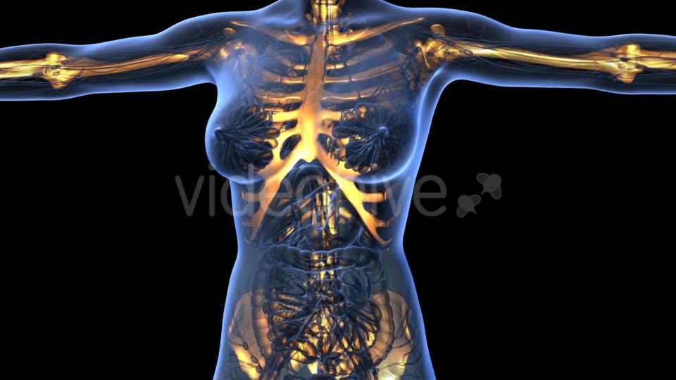 Human Body With Visible Skeletal Bones - Download Videohive 18029954