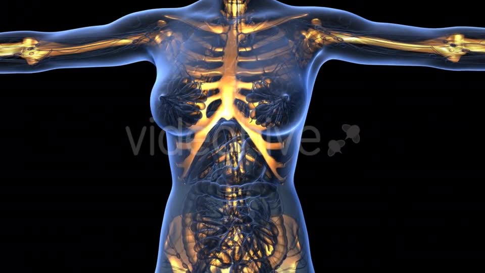 Human Body With Visible Skeletal Bones - Download Videohive 18029954