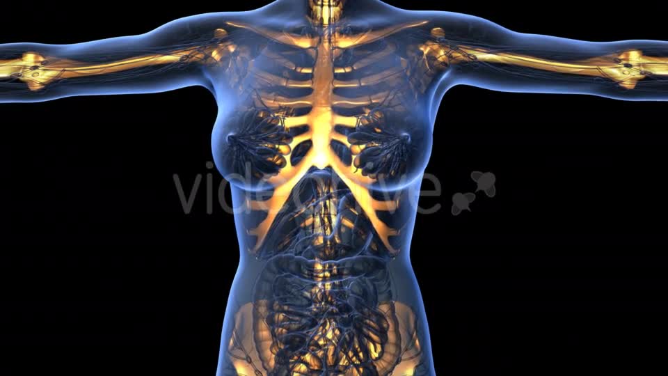 Human Body With Visible Skeletal Bones - Download Videohive 18029954