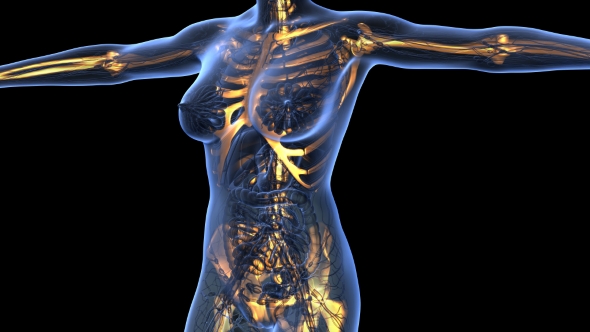 Human Body With Visible Skeletal Bones - Download Videohive 18029954