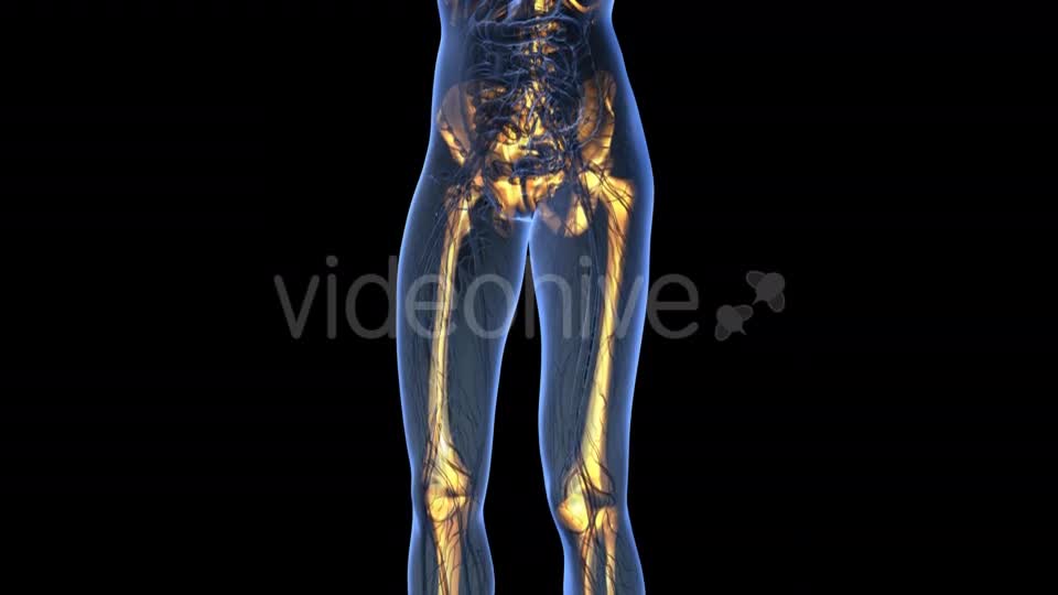 Human Body With Visible Skeletal Bones - Download Videohive 18031190