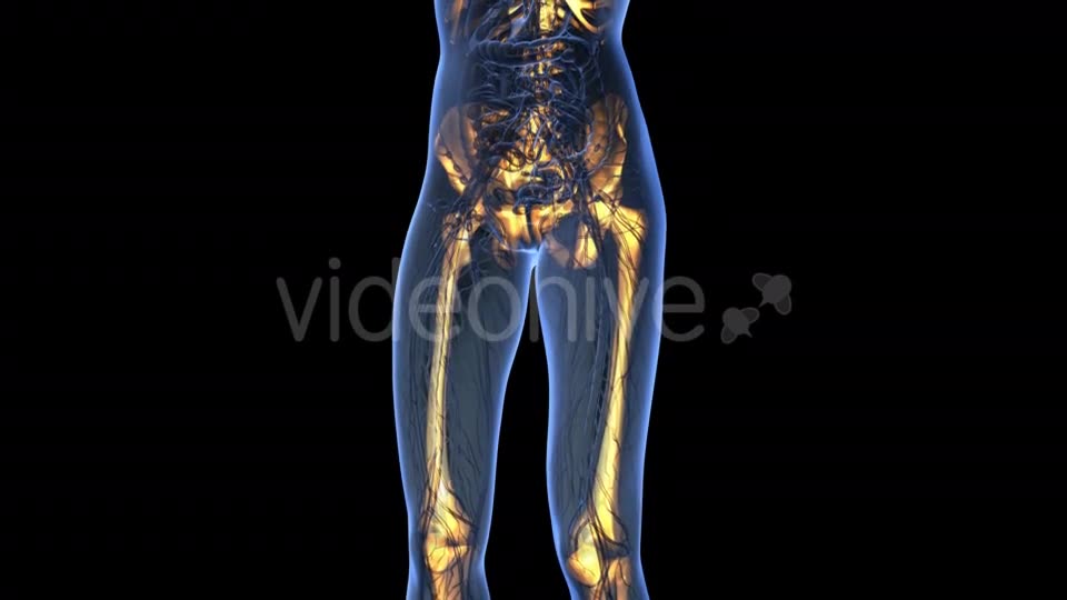 Human Body With Visible Skeletal Bones - Download Videohive 18031190