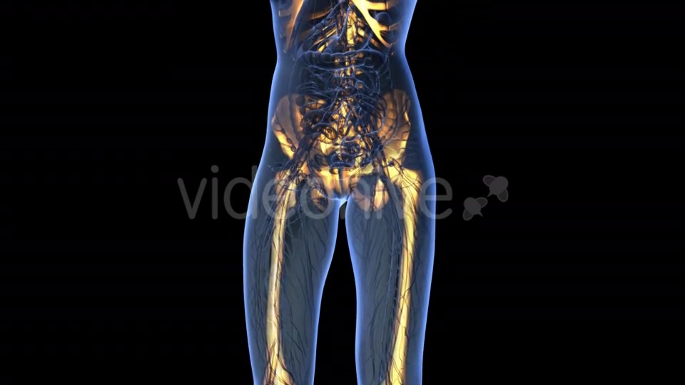 Human Body With Visible Skeletal Bones - Download Videohive 18031190