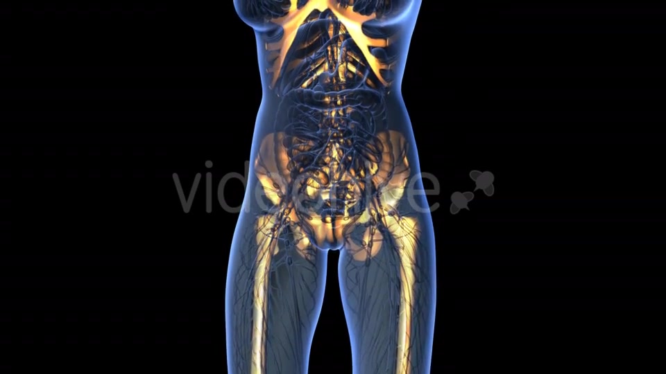 Human Body With Visible Skeletal Bones - Download Videohive 18031190