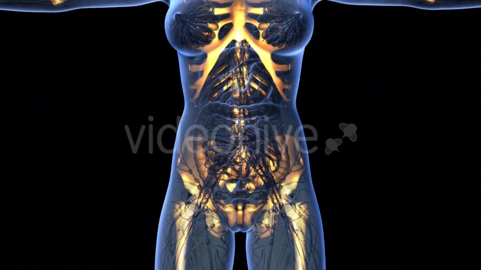 Human Body With Visible Skeletal Bones - Download Videohive 18031190