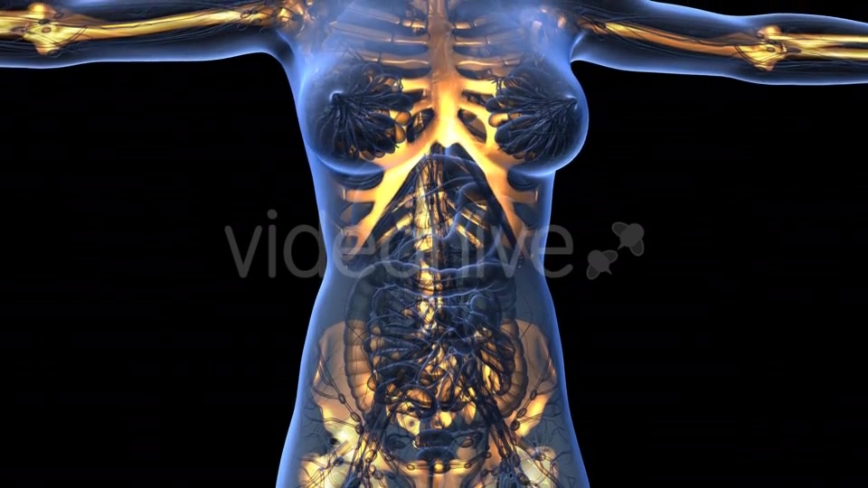 Human Body With Visible Skeletal Bones - Download Videohive 18031190