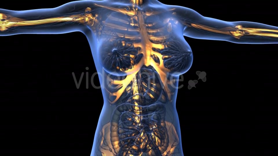 Human Body With Visible Skeletal Bones - Download Videohive 18031190