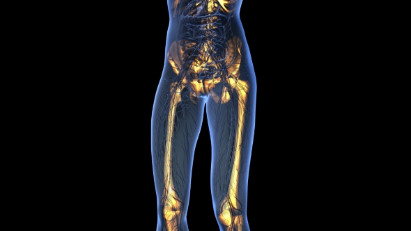 Human Body With Visible Skeletal Bones - Download Videohive 18031190