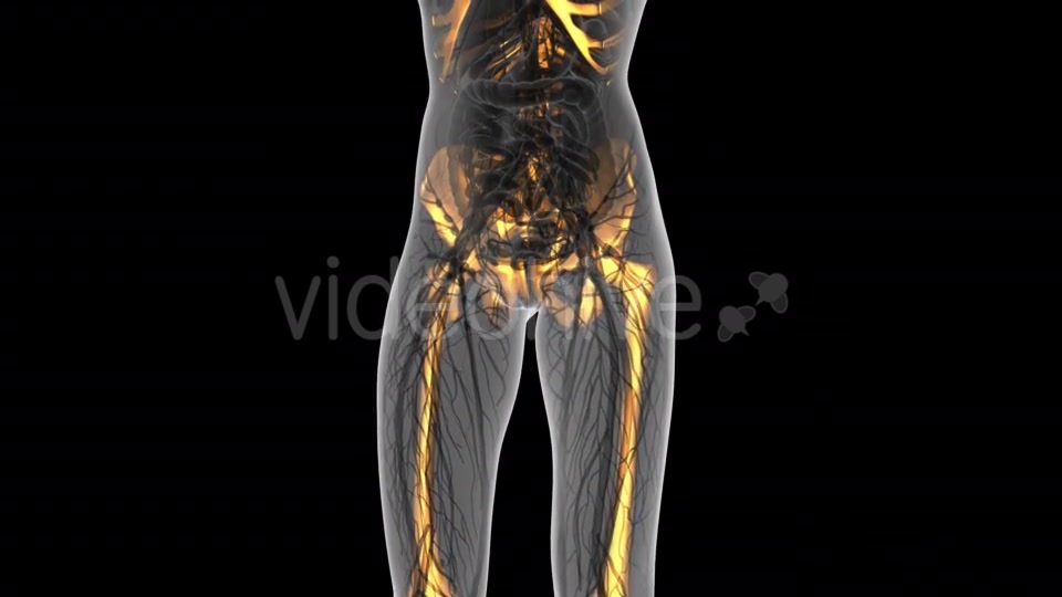 Human Body With Visible Skeletal Bones - Download Videohive 18031287