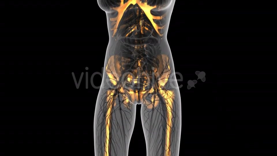 Human Body With Visible Skeletal Bones - Download Videohive 18031287