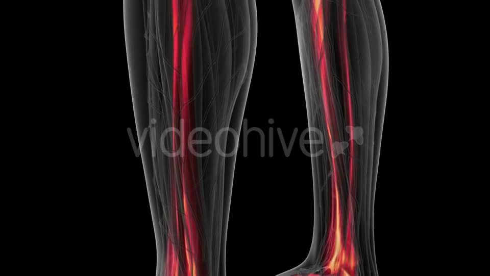 Human Body with Visible Skeletal Bones - Download Videohive 18964768