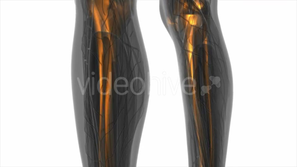Human Body with Visible Skeletal Bones - Download Videohive 19109805