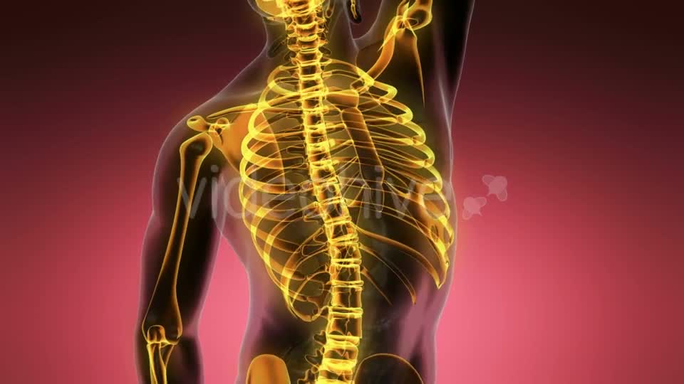 Human Body with Visible Skeletal Bones - Download Videohive 19318349