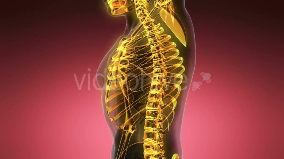 Human Body with Visible Skeletal Bones - Download Videohive 19318349