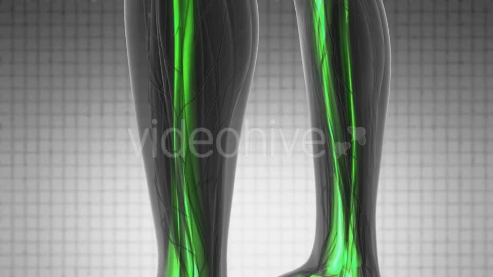 Human Body with Visible Skeletal Bones - Download Videohive 19340636