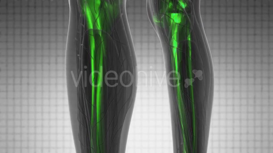 Human Body with Visible Skeletal Bones - Download Videohive 19340636