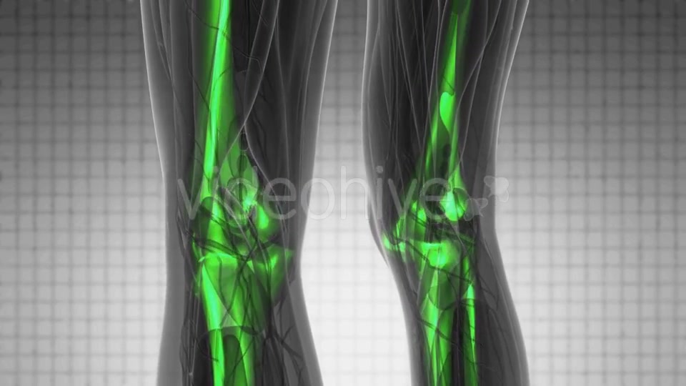 Human Body with Visible Skeletal Bones - Download Videohive 19340636