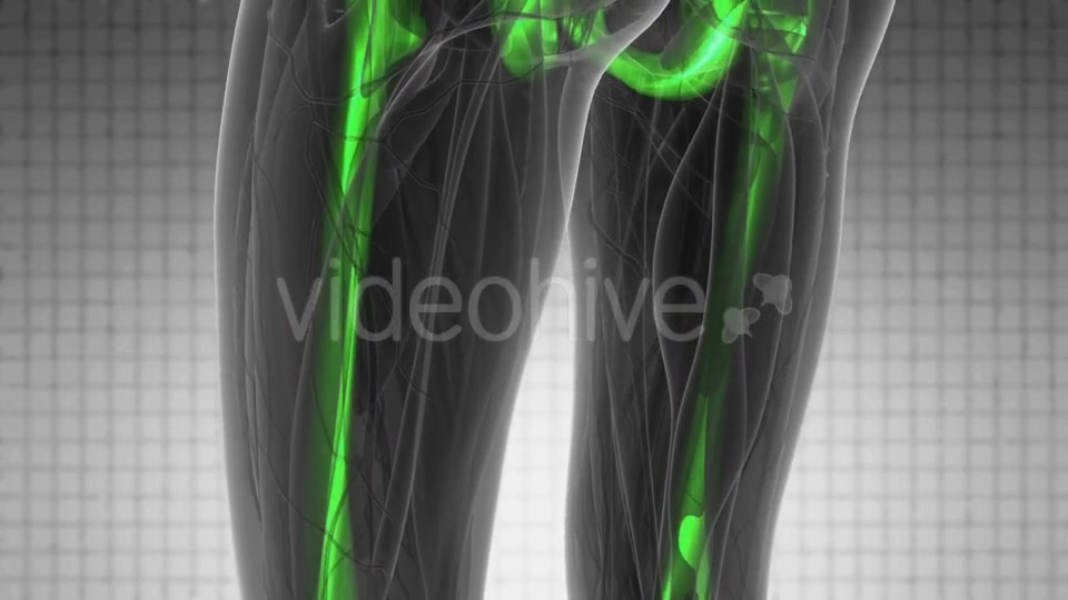 Human Body with Visible Skeletal Bones - Download Videohive 19340636