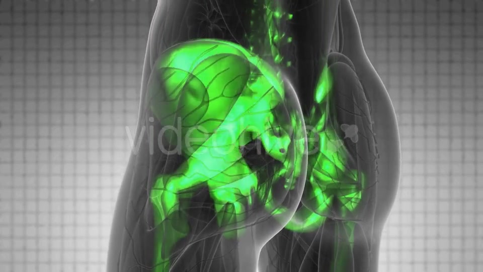 Human Body with Visible Skeletal Bones - Download Videohive 19340636