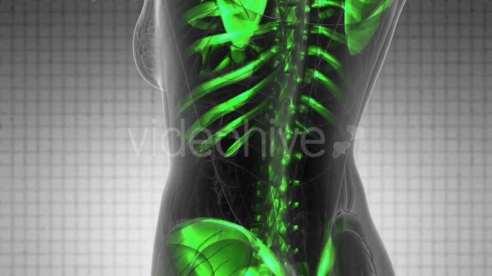 Human Body with Visible Skeletal Bones - Download Videohive 19340636