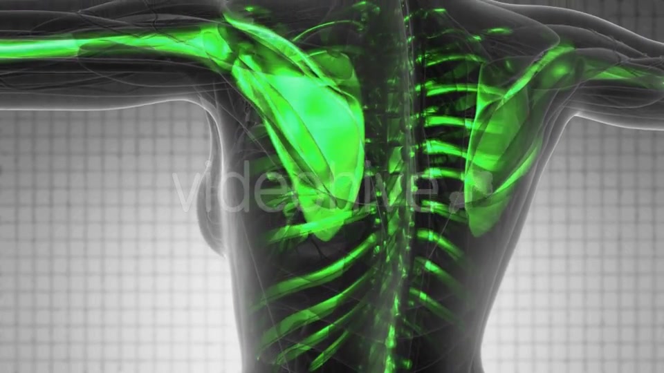 Human Body with Visible Skeletal Bones - Download Videohive 19340636