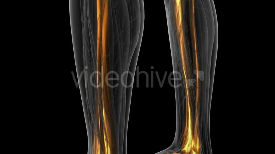 Human Body with Visible Skeletal Bones - Download Videohive 19351235
