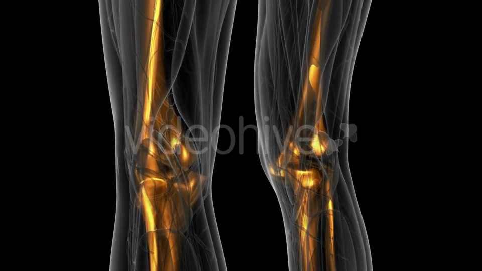 Human Body with Visible Skeletal Bones - Download Videohive 19351235