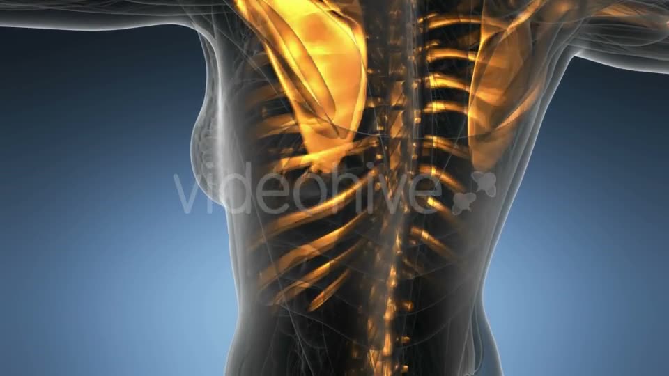 Human Body with Visible Skeletal Bones - Download Videohive 19403069