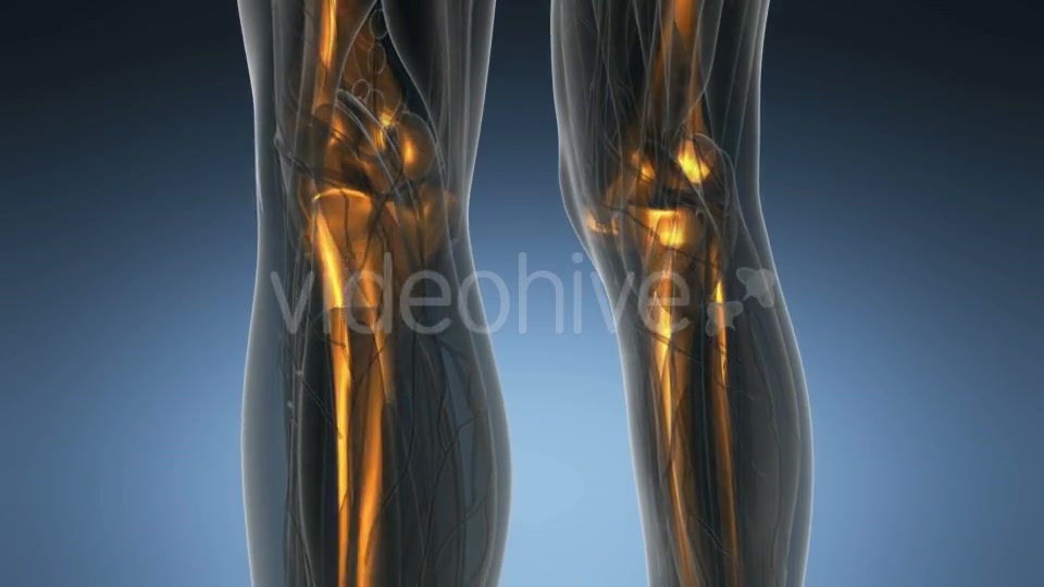 Human Body with Visible Skeletal Bones - Download Videohive 19403069