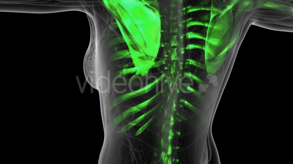 Human Body with Visible Skeletal Bones - Download Videohive 19428120