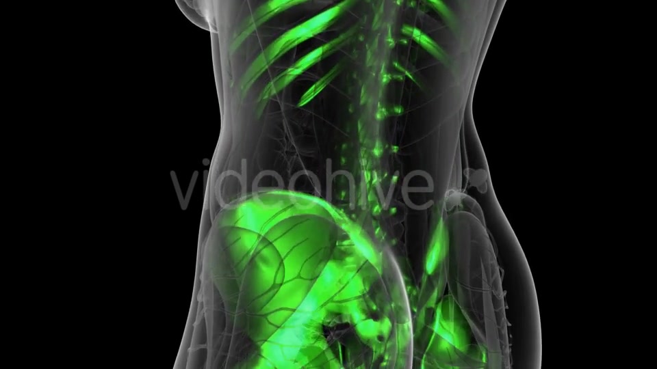 Human Body with Visible Skeletal Bones - Download Videohive 19428120