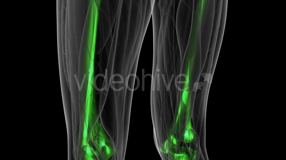 Human Body with Visible Skeletal Bones - Download Videohive 19428120