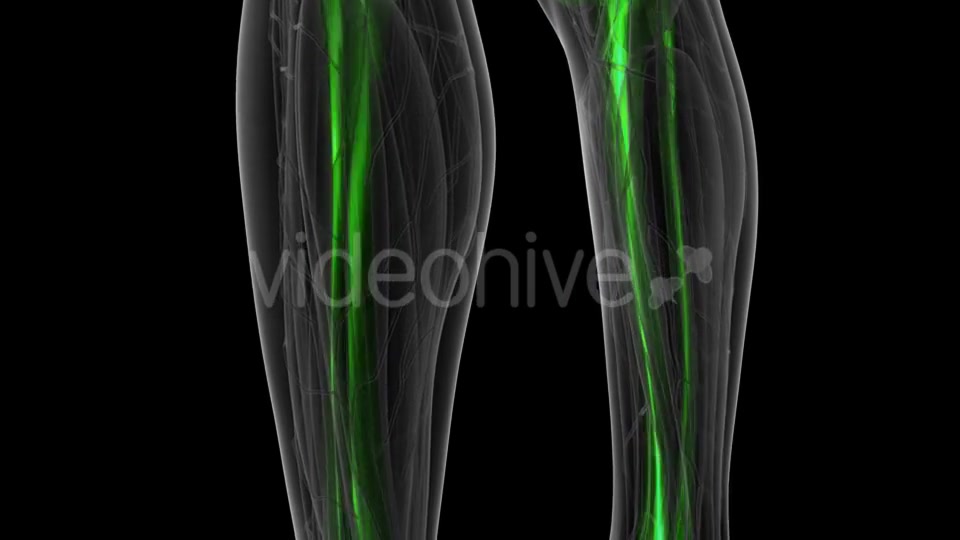 Human Body with Visible Skeletal Bones - Download Videohive 19428120