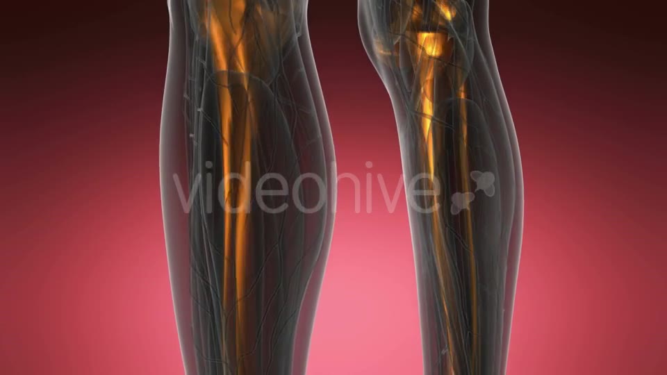Human Body with Visible Skeletal Bones - Download Videohive 19428142
