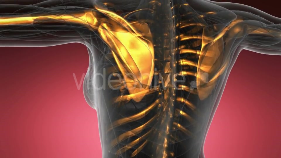 Human Body with Visible Skeletal Bones - Download Videohive 19428142